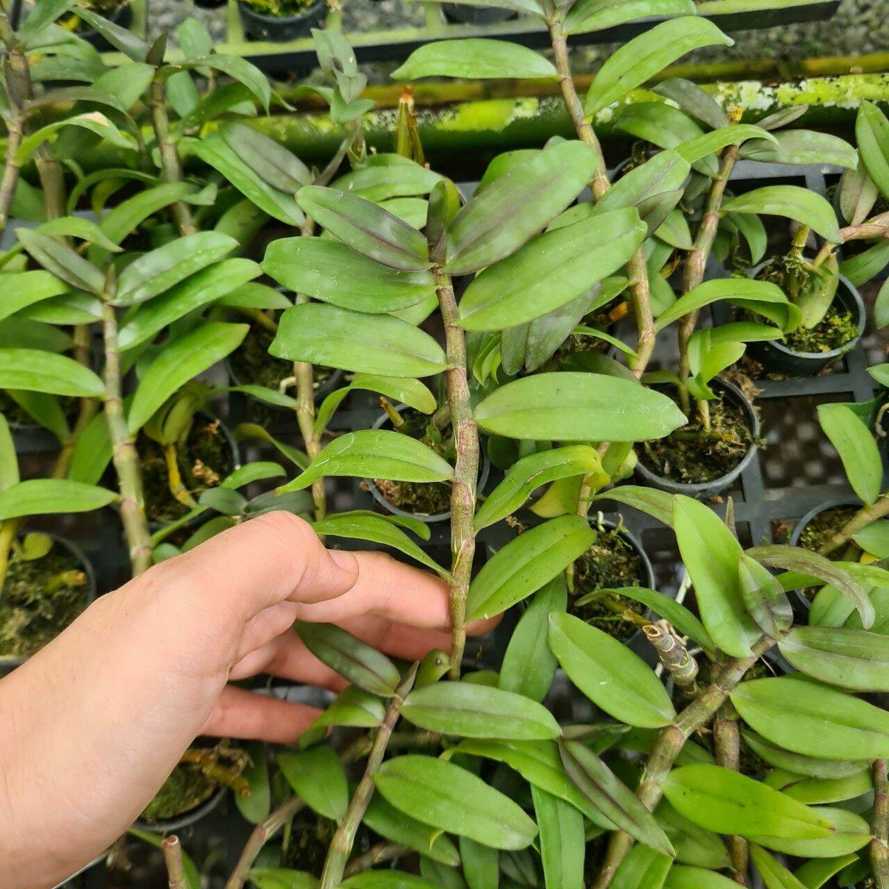 Phi điệp lưỡi bệt Thái