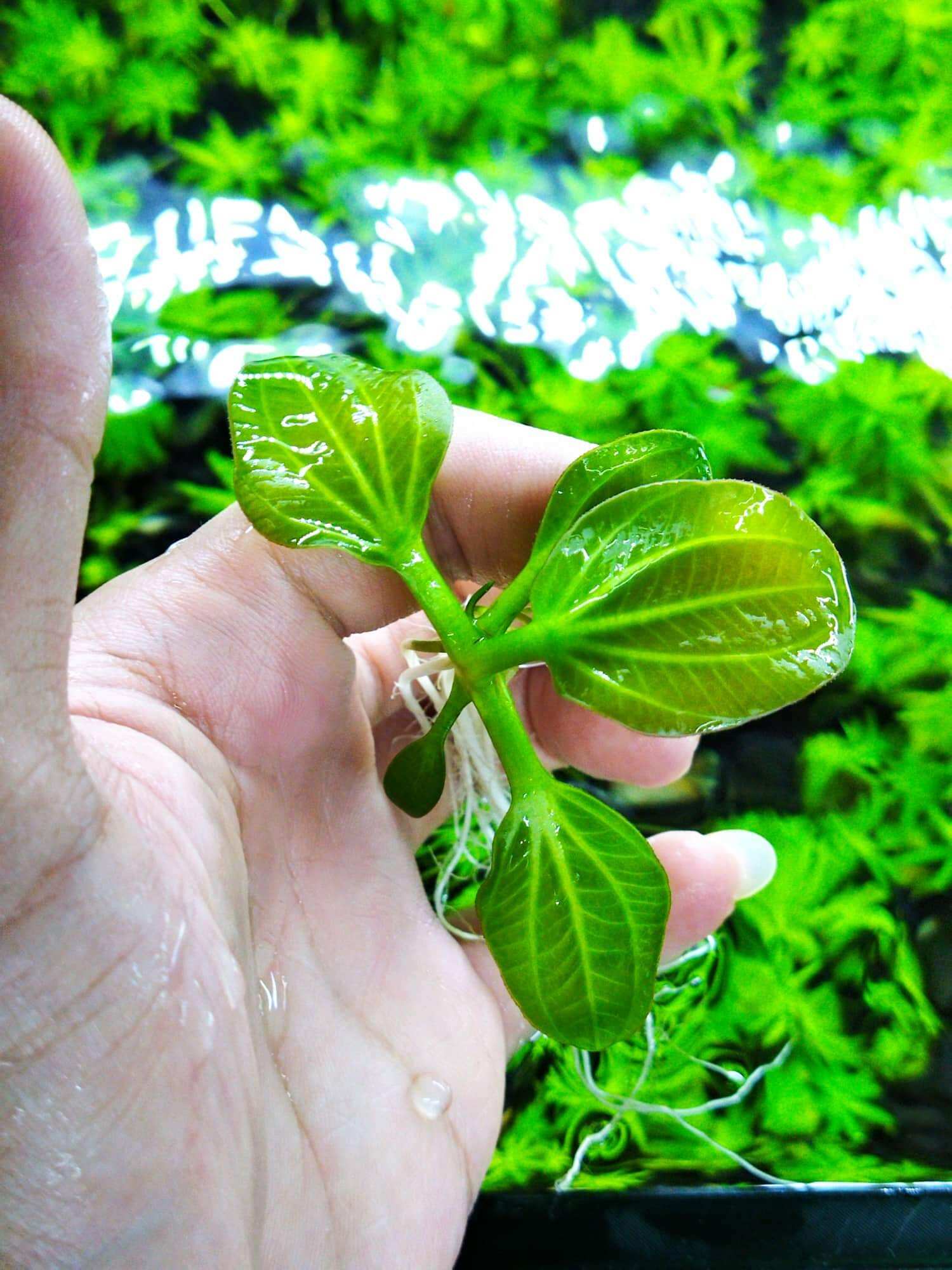Cây trầu iguazu 2009 trồng trong bể cá
