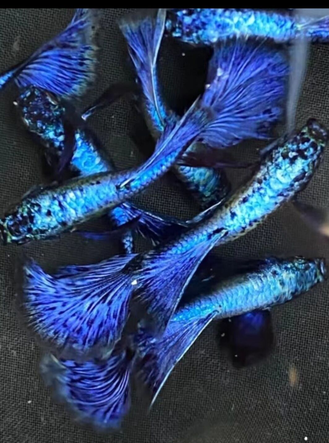 (Camp Clearance) Combo 10 Get 2 Free 7-Color Fish (2 Black Koi Shork + 2 Purple Dragon + 2 Blue Tarzan + 2 Fulgoll + 2 Red Dragon Bds Hm + 2 Big Ear Dumbo) Aquarium Decoration, Comes in Pairs of Male and Female + Free Food, Shipping Warranty from Hue to t