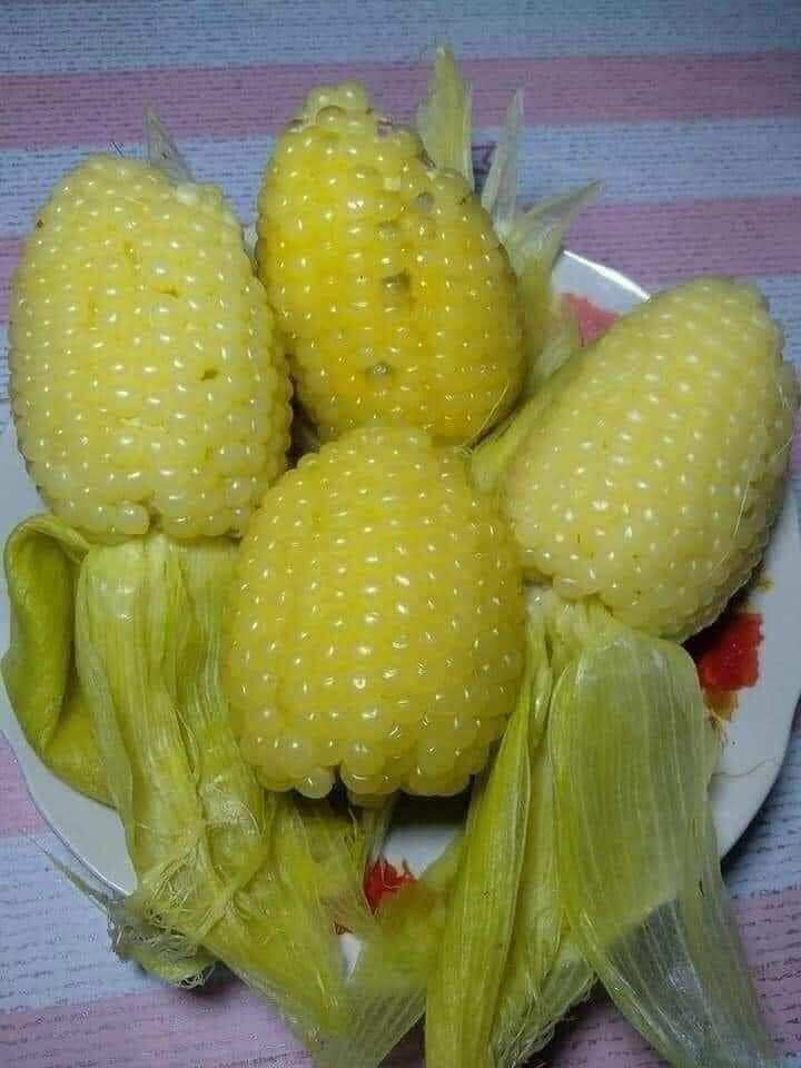 Hạt bắp nếp nù 50gr Hạt to