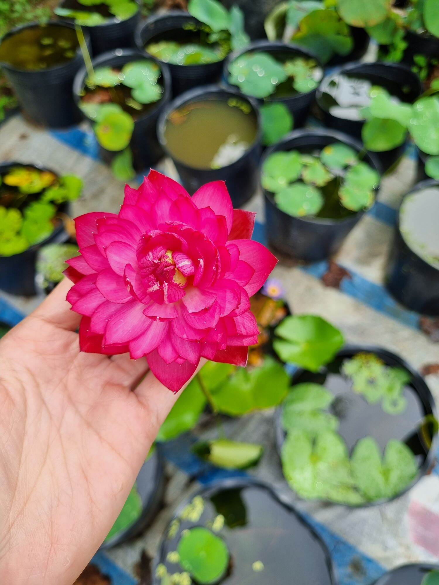 củ giống sen mini đỏ