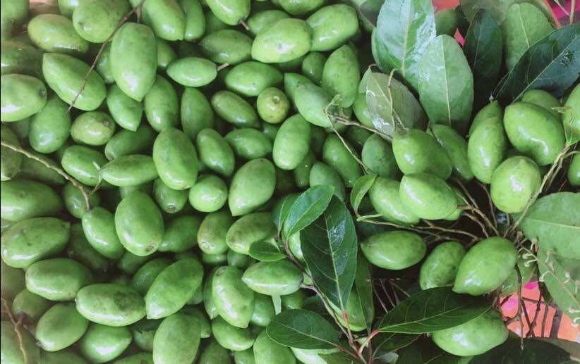 Cây cà na giống tứ quý