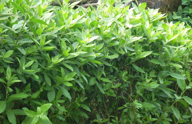 lá cây cúc tần tươi 1kg