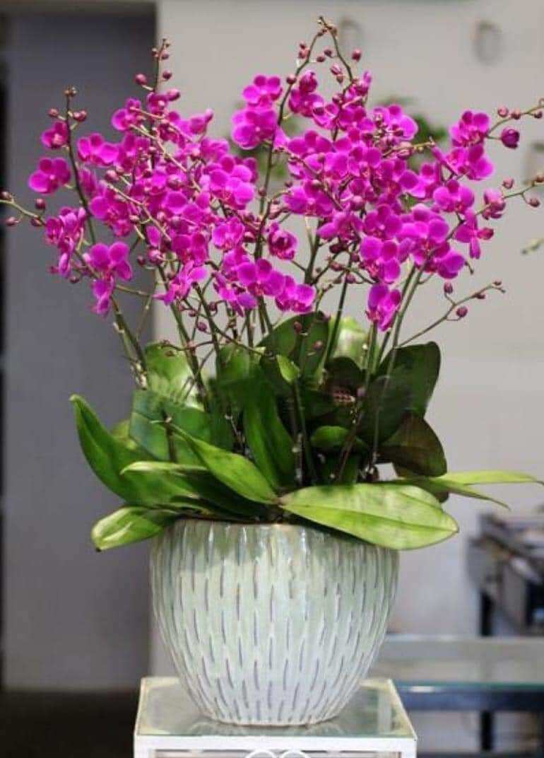 Combo 2 Cây LAN HỒ ĐIỆP đang 2 Ngồng