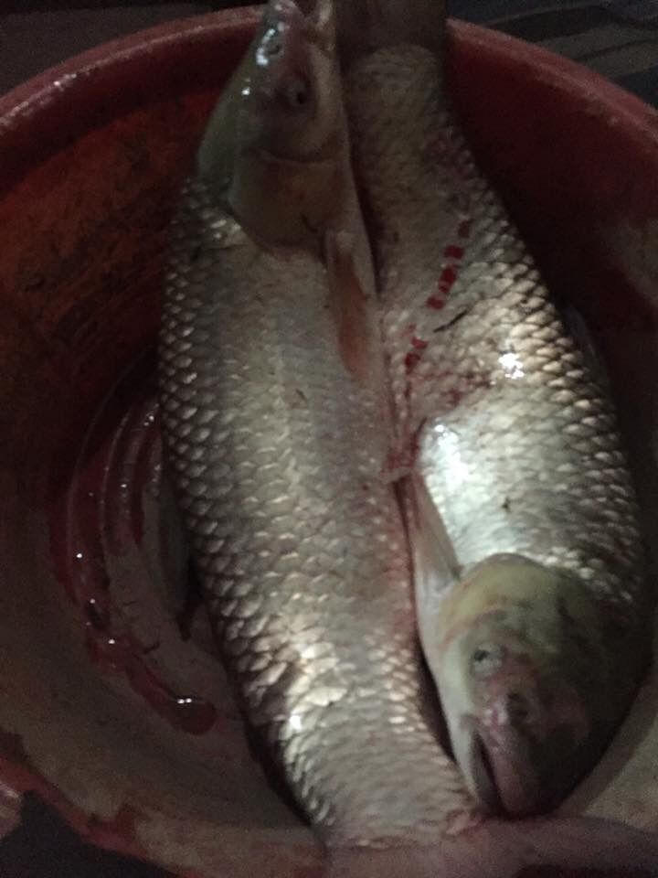 Ngô Ủ Sa Phạm Câu Trắm Trắng,Chép,Trôi,Rô Phi...