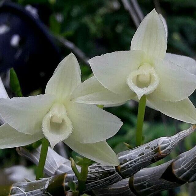 Hoa Lan Trầm Hương Đột Biến(1 khóm)