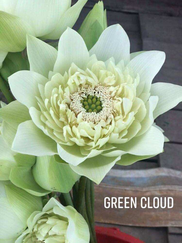 củ giống hoa sen green cloud
