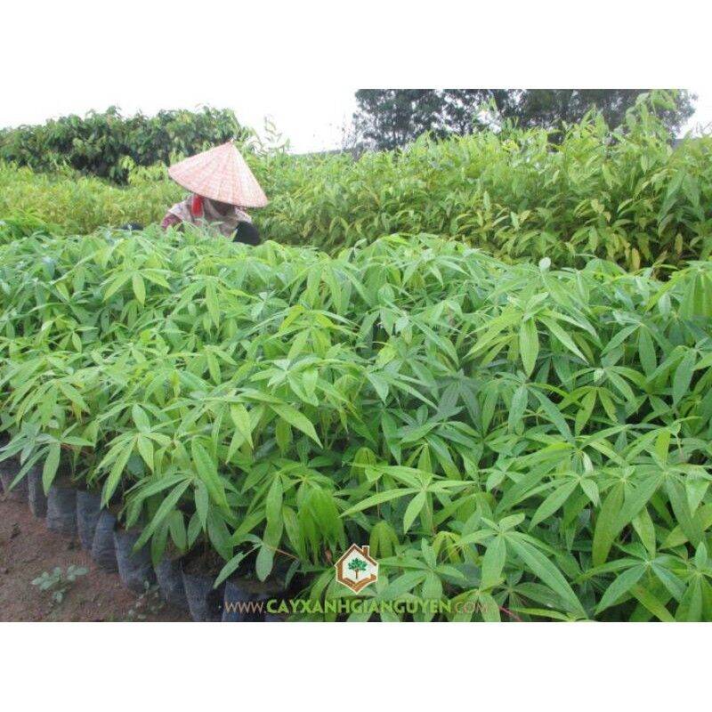 Cây giống trôm lấy mủ