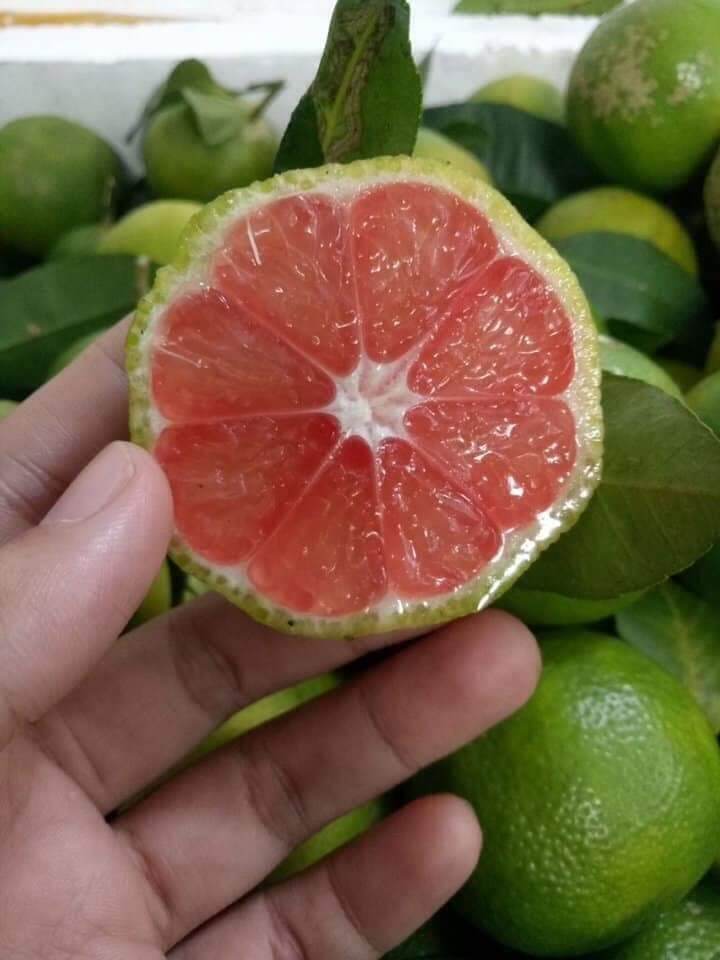 CHANH ĐÀO NGÂM MẬT ONG 1kg