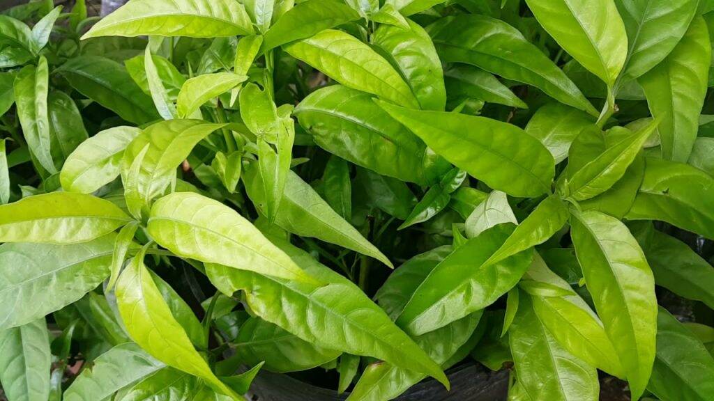 1 chậu cây xương khỉ mua 3 chậu tặng 1