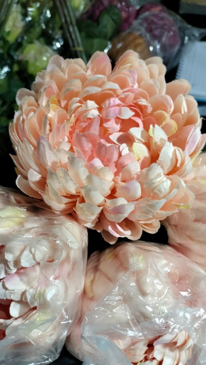 CÚC ĐẠI ĐÓA HOA LỚN 12CM