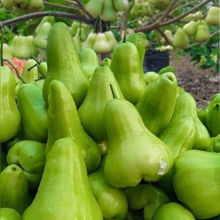Cây giống roi xanh đường(mận xanh tam hoa)