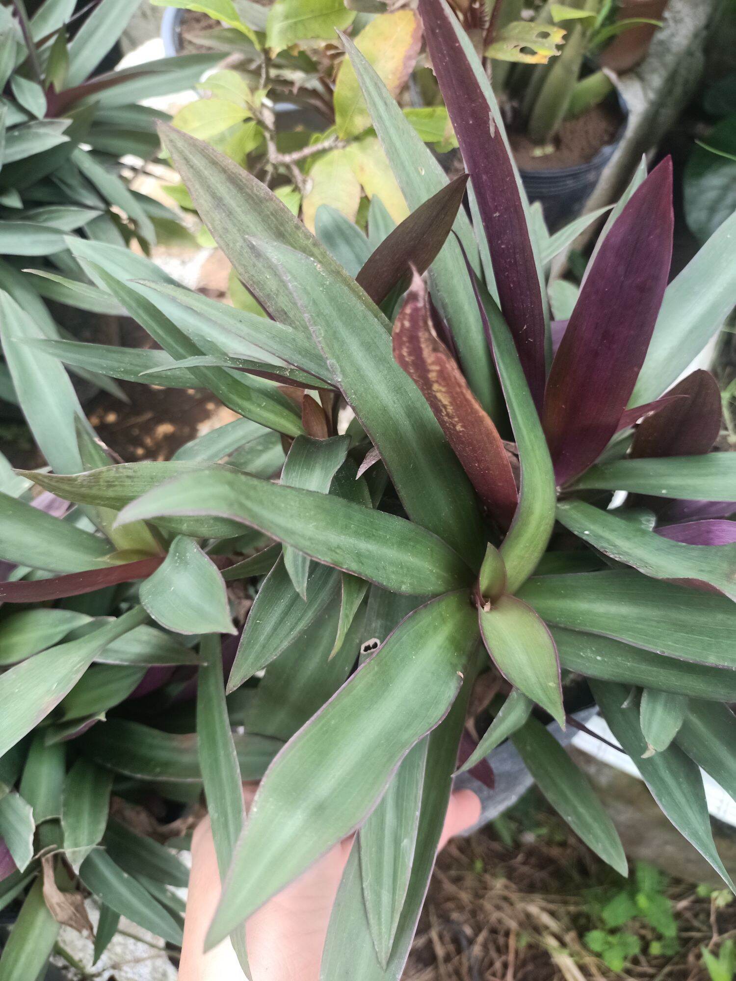Cây lẻ bạn