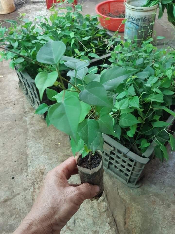 20 hạt giống cây lá giang[Tặng thêm 20 hạt]