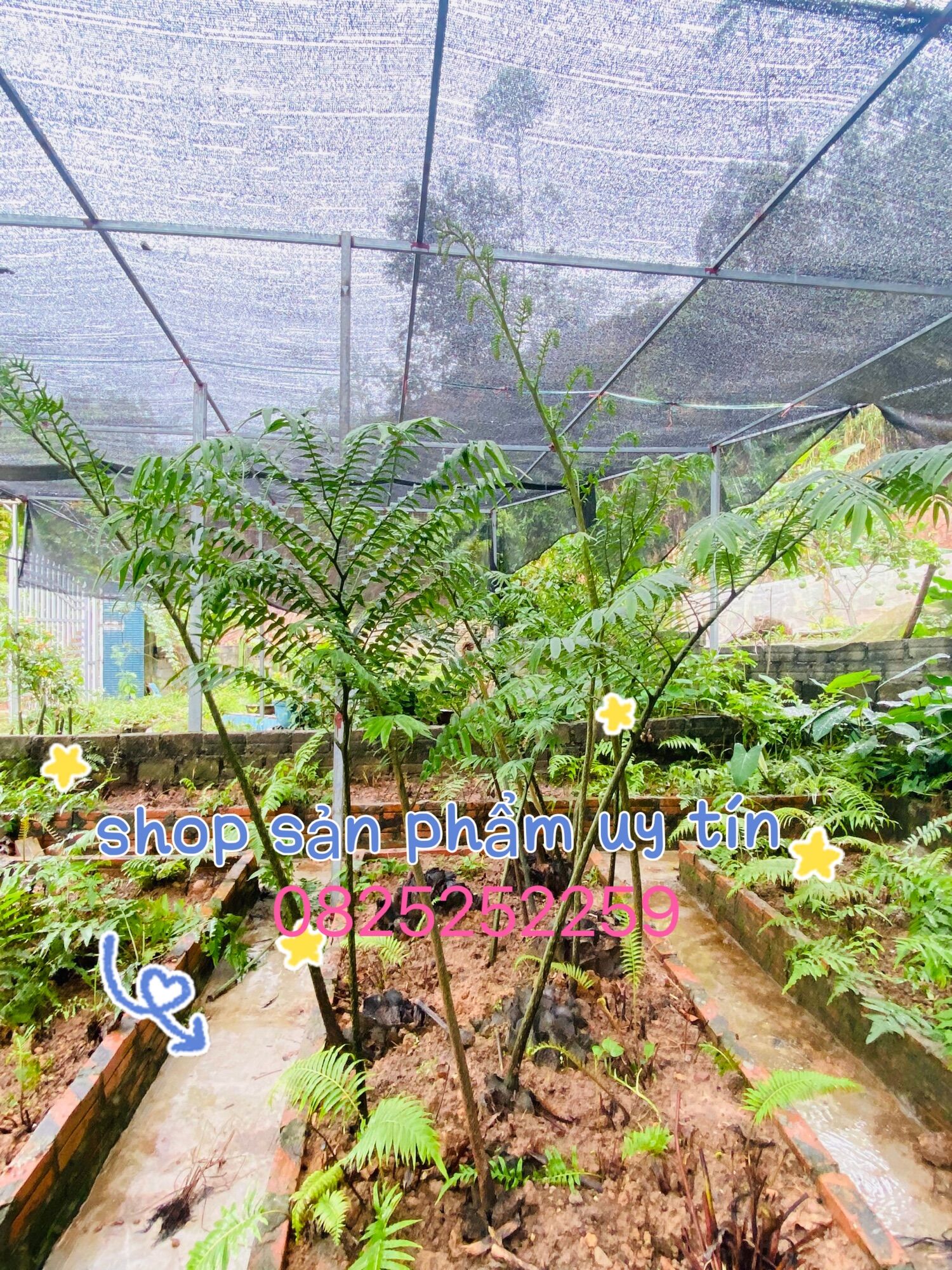 dương xỉ vua 5-7kg (đã ươm có rễ)