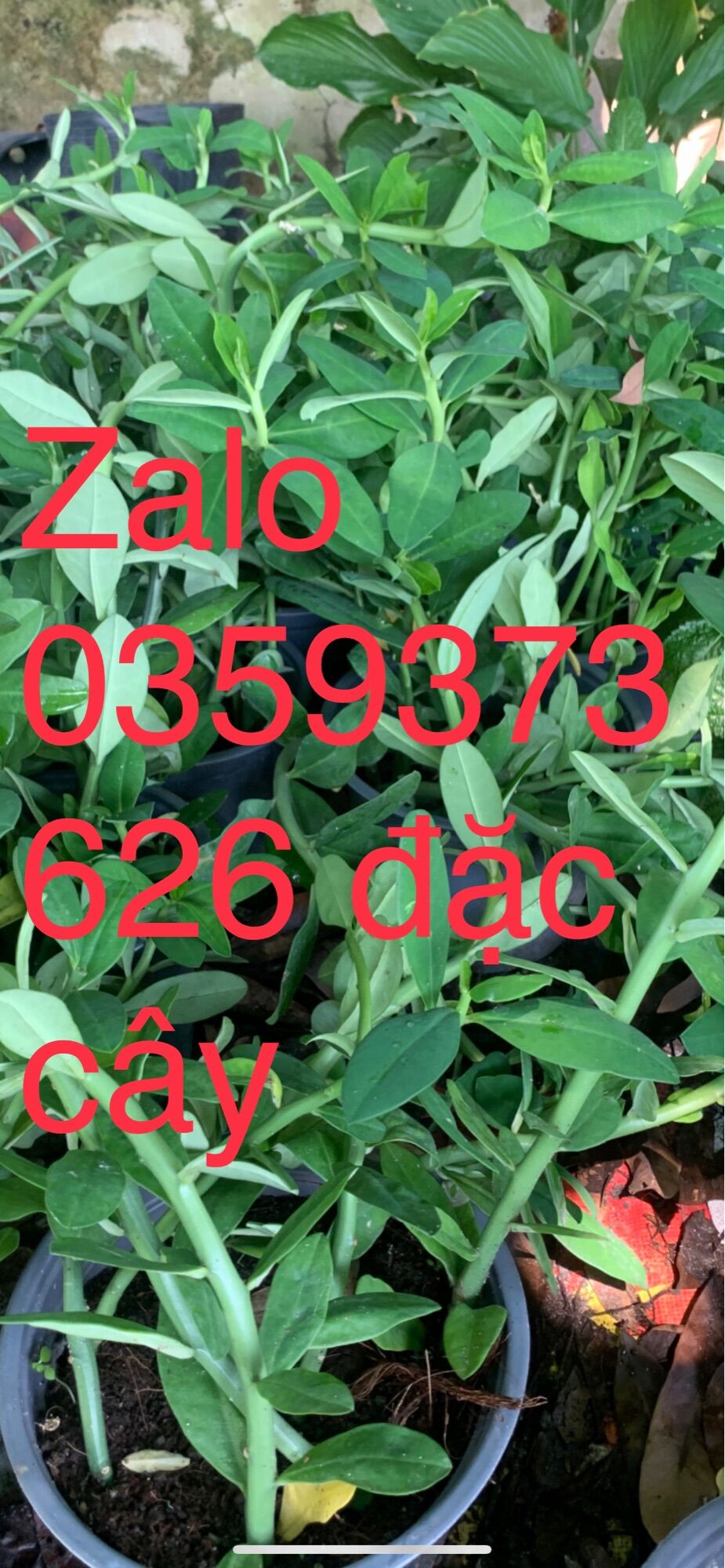 1 chậu 8gốc thạch anh . Liên hệ  zalo 0359373626 Tây ninh