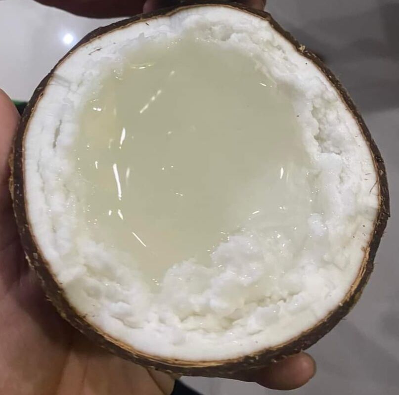 Dừa Sáp Đặc Biệt Trái 1.3kg