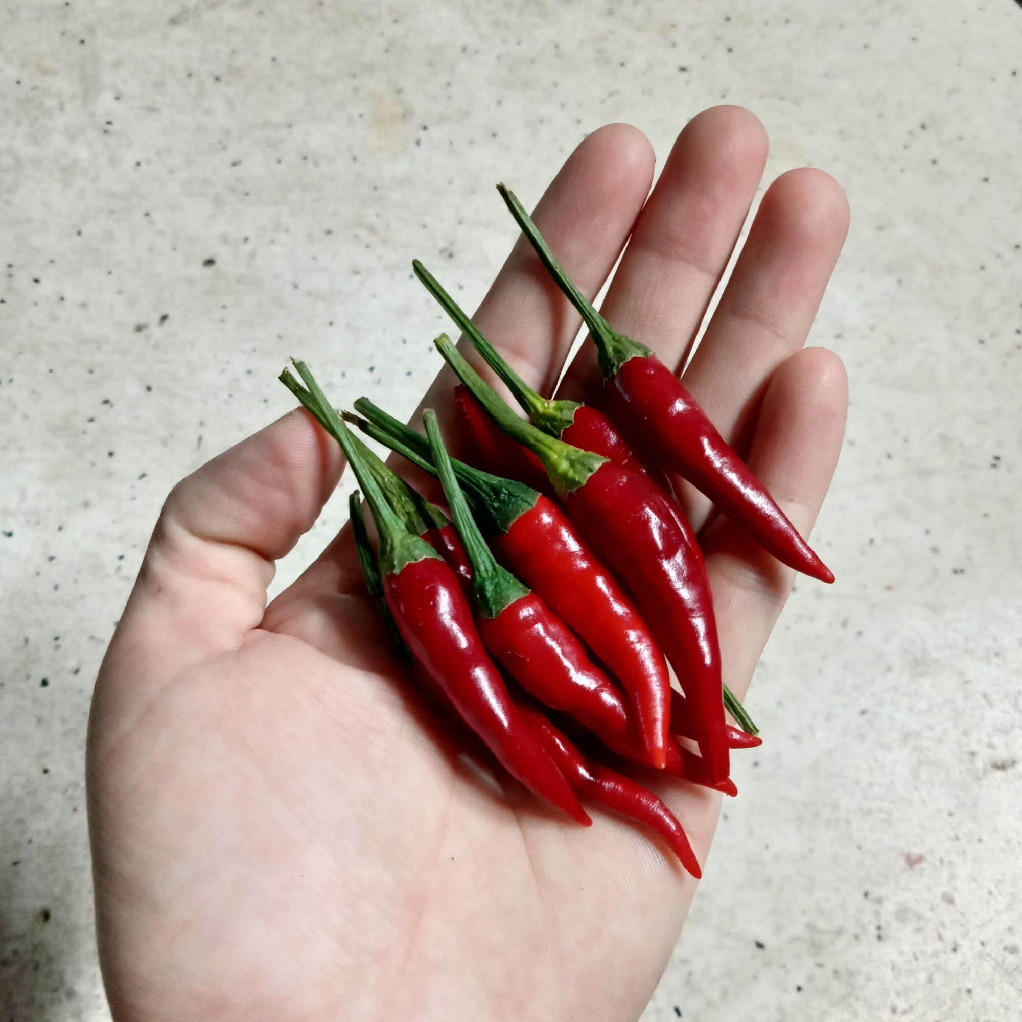 20 Hạt Ớt Hiểm Siêu Cay (Ớt Chỉ Thiên)
