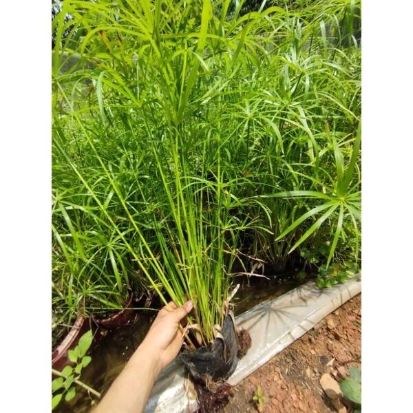 Chậu cây thuỷ trúc trồng thuỷ sinh
