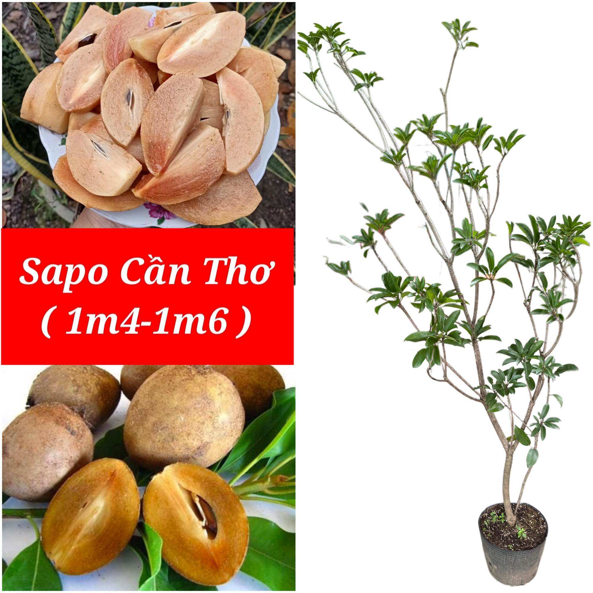 CÂY SAPO CẦN THƠ LỚN - HỒNG XIÊM CẦN THƠ ( 1m4-1m6)