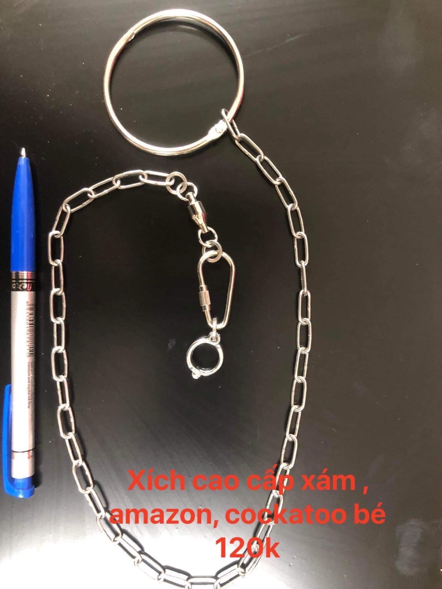 Xích chân vẹt xám châu phi,amazon,elechtus....