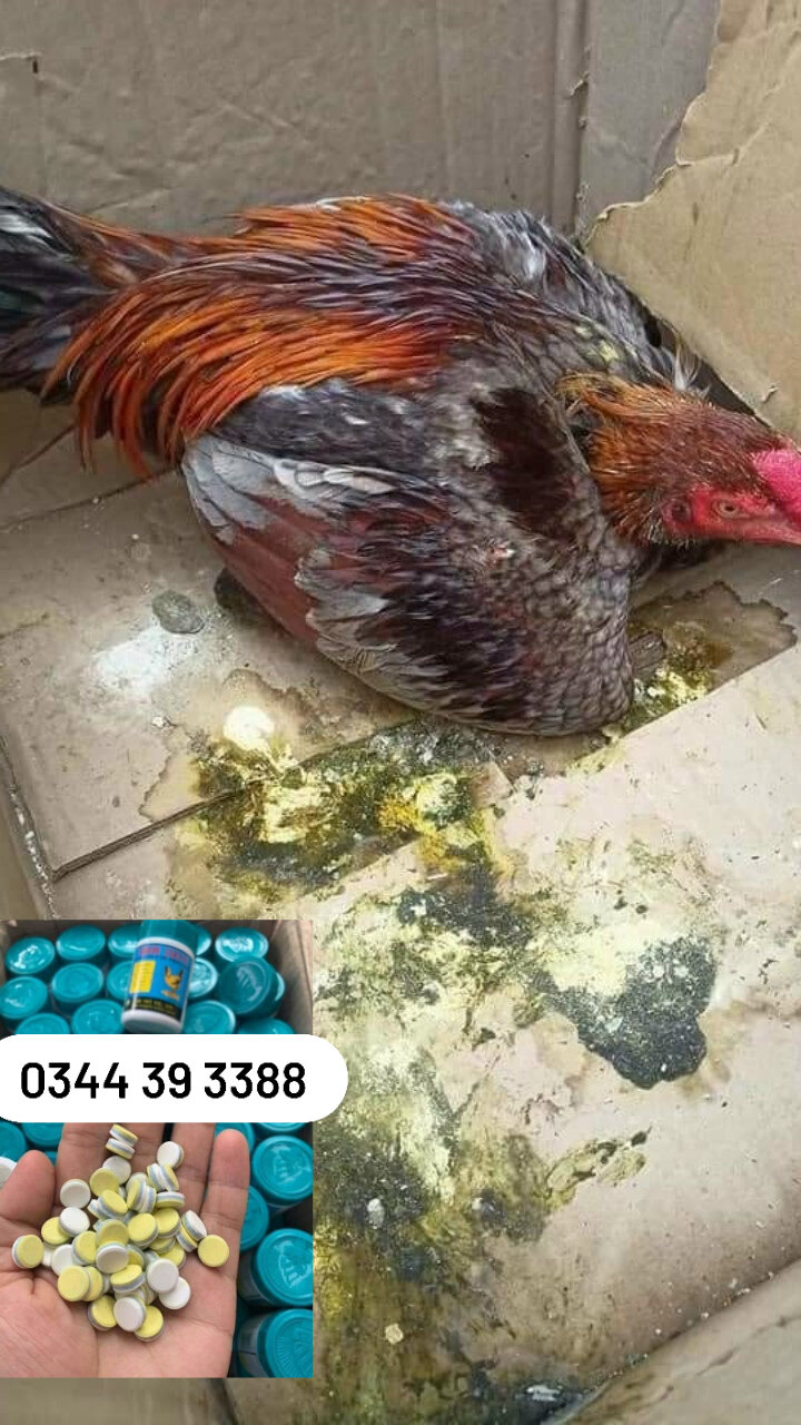Đi ỉa phân xanh phân trắng thái lan