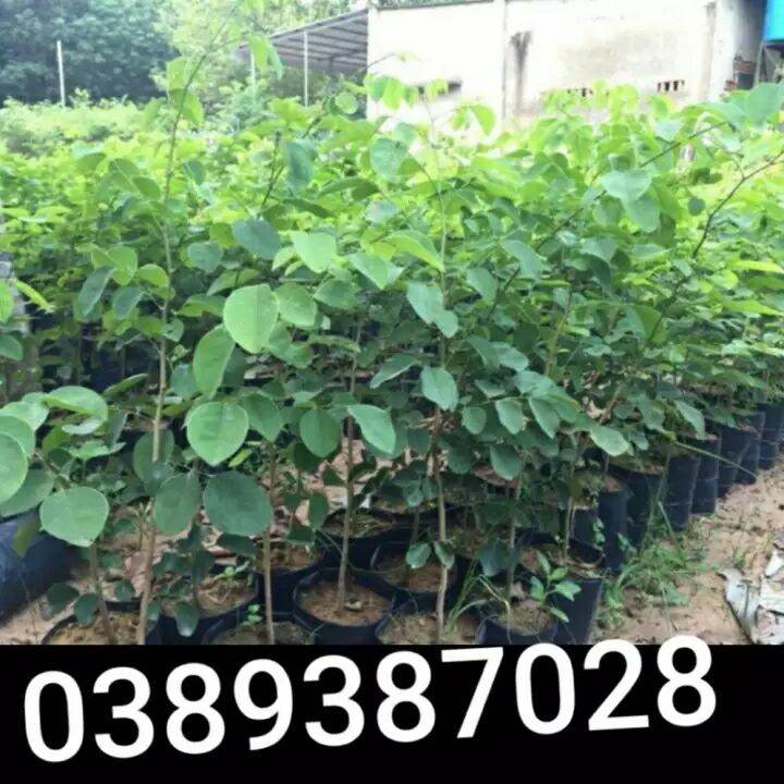 cây trắc đỏ cao 1m,  2 cây