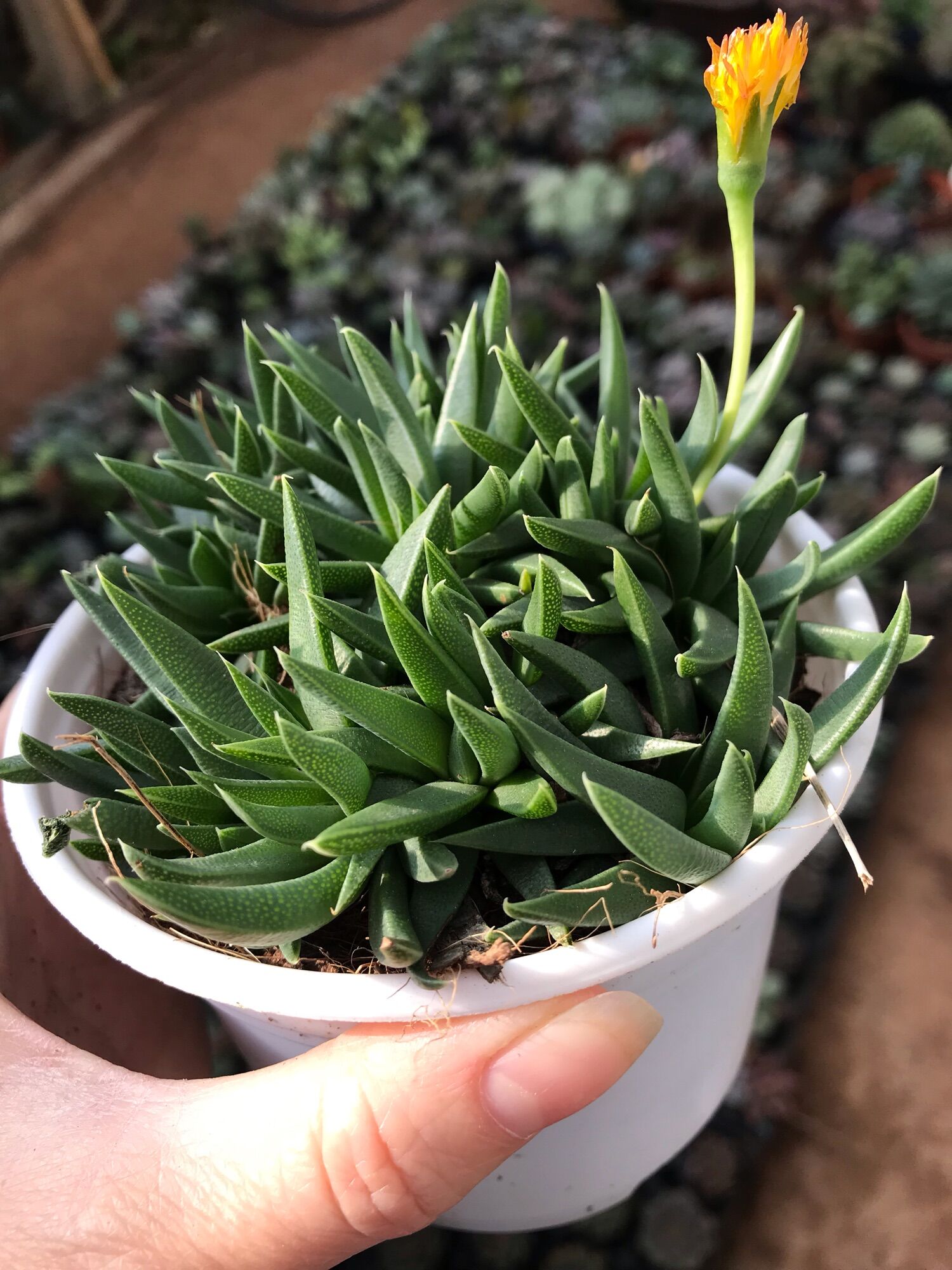 Sen đá cỏ ngọc cute size trung
