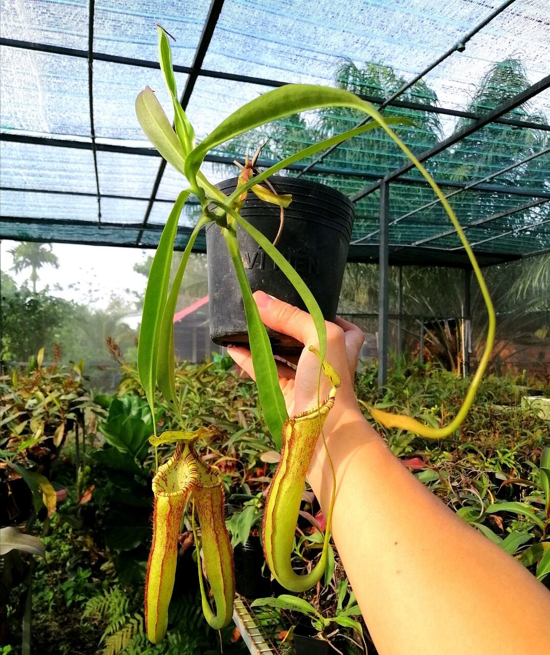 Nắp ấm Miranda các loại