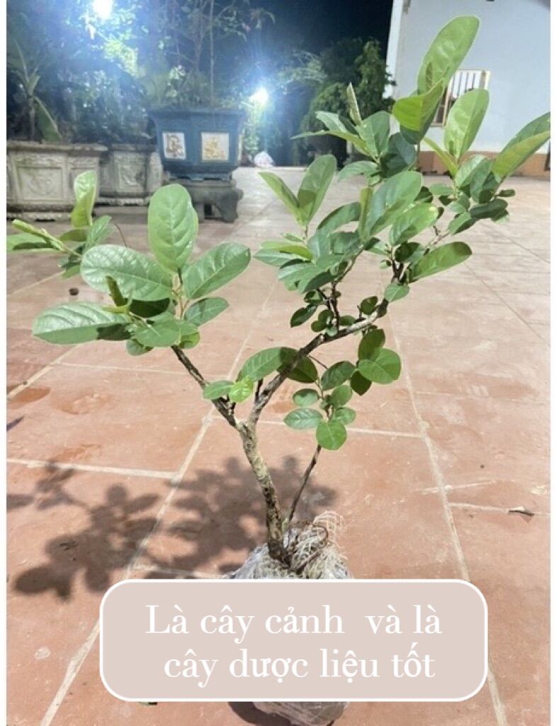 Cây chòi mòi nguyên bản giao cây ngẫu nhiên