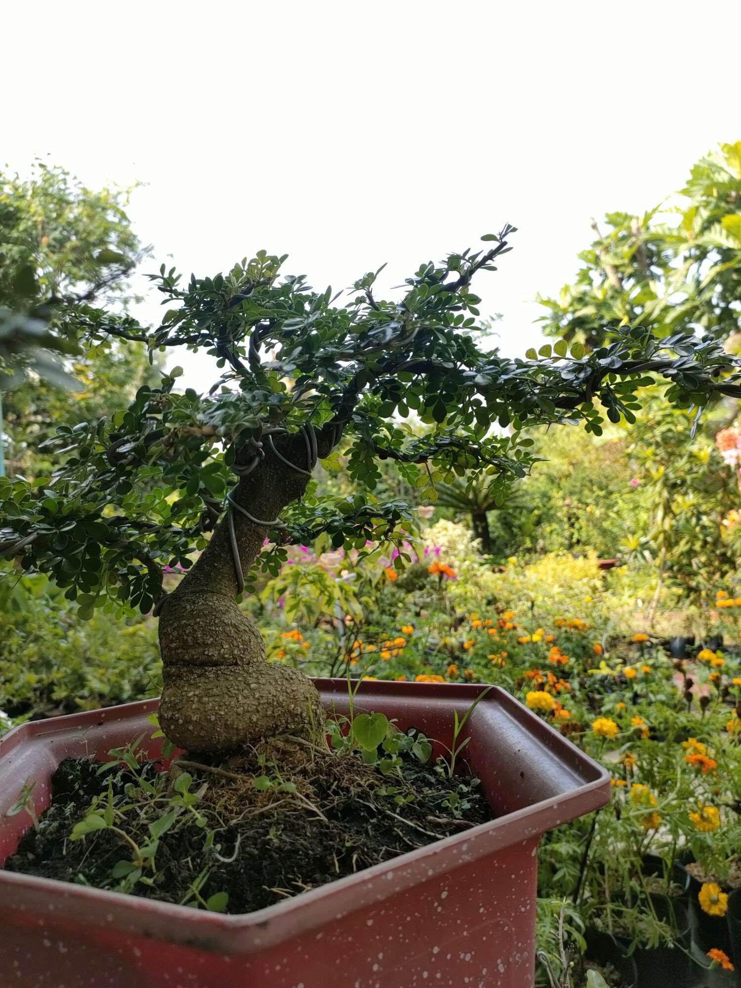 Cây cần thăng bonsai như hình