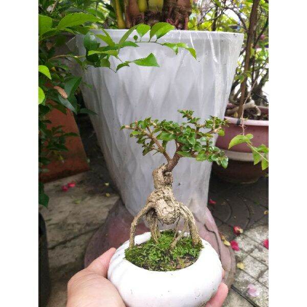 [HCM]Cây Sam hương mini để bàn Có chậu