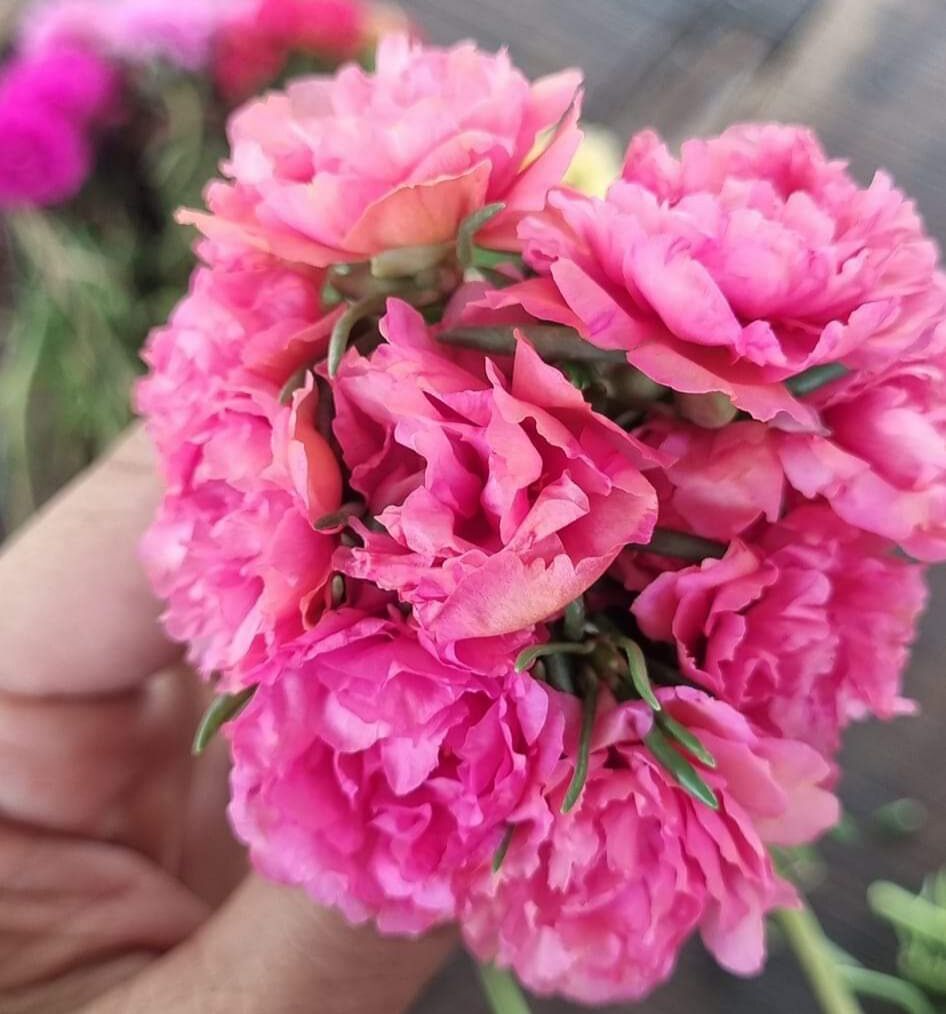 cành hoa mười giờ mix 8 màu