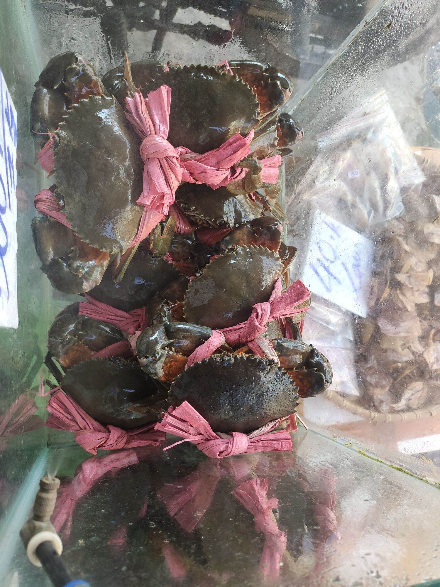 Cua cà mau 450-550gram/1 con