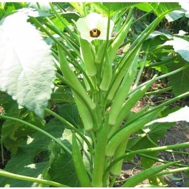 Hạt giống đậu bắp xanh lùn cao sản