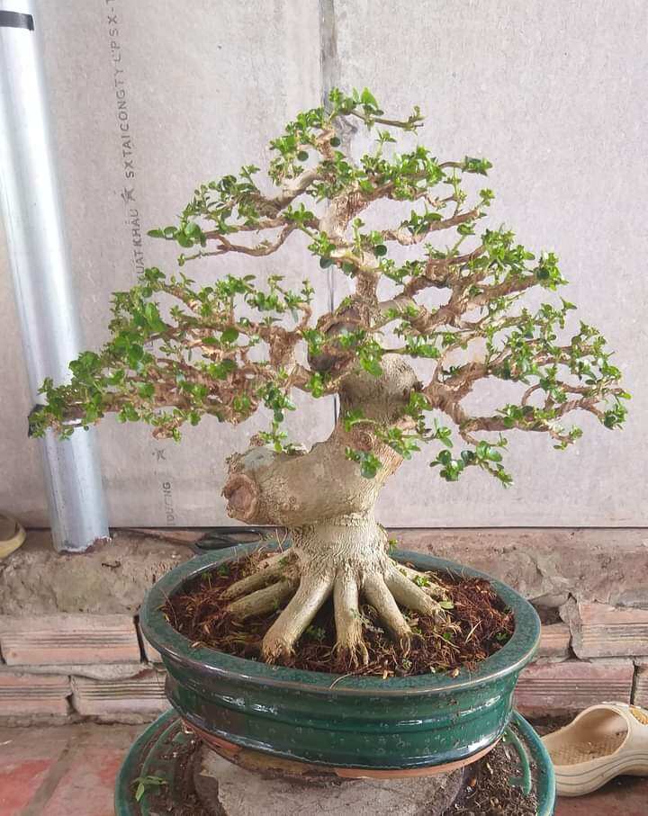 Sam hương bon sai để bàn dạng phôi, đã tạo dáng