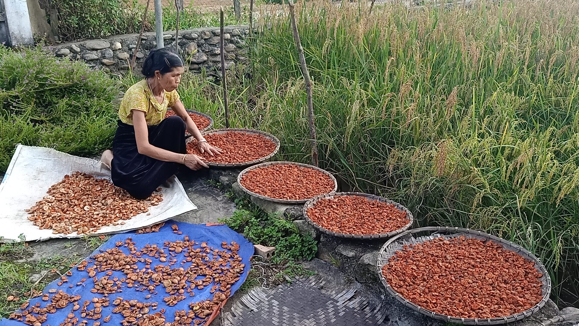 Táo mèo khô tây bắc 500g (5 lạng)