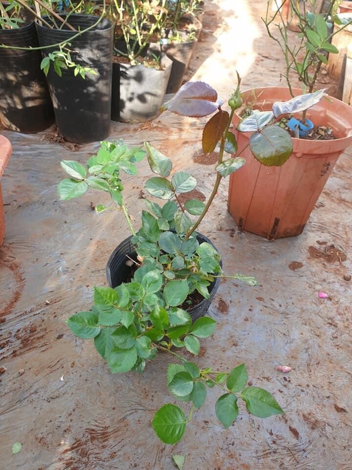 Cây hoa hồng ngoại Lafont