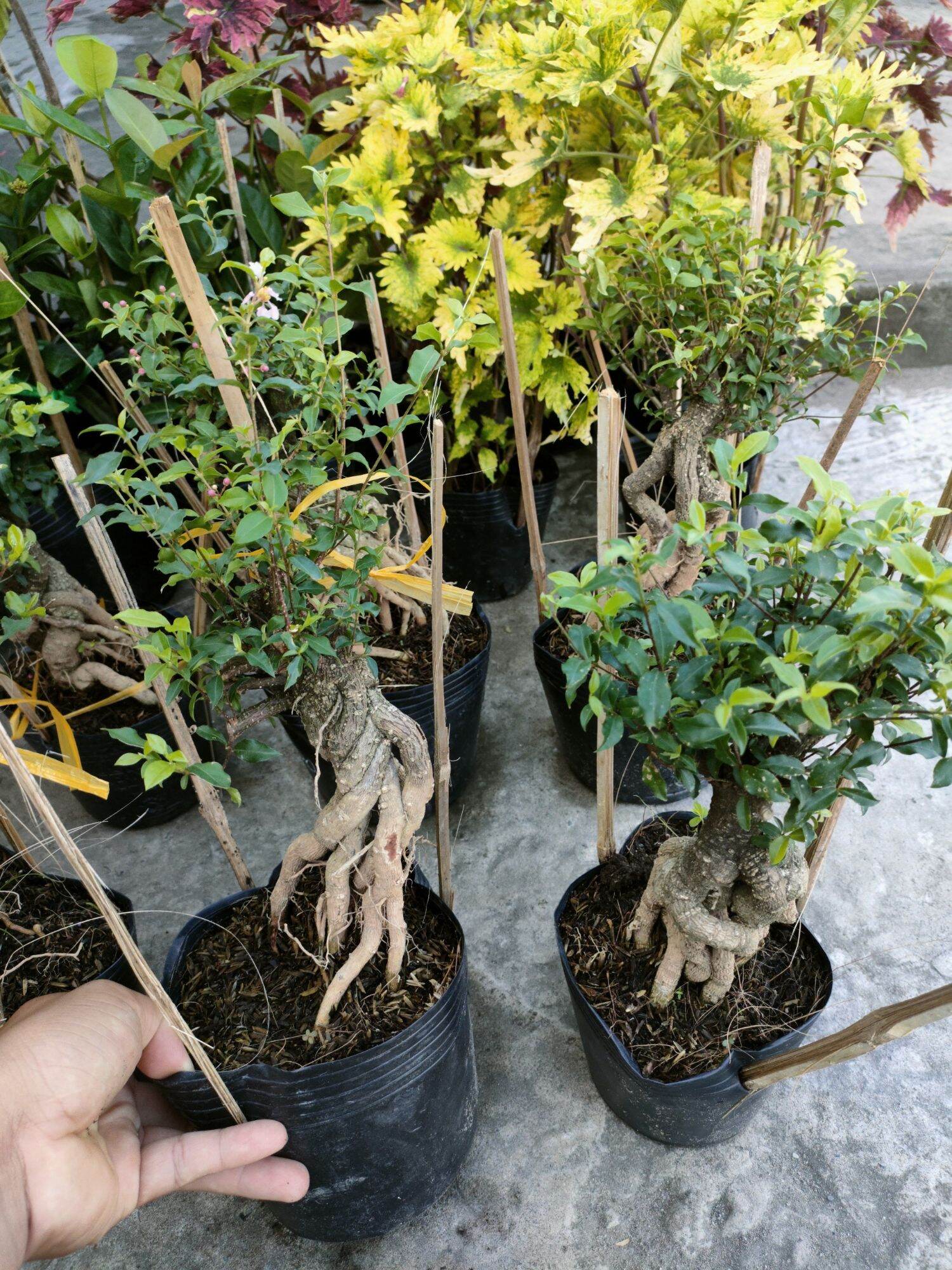 Cây hồng ngọc mai chơi bonsai