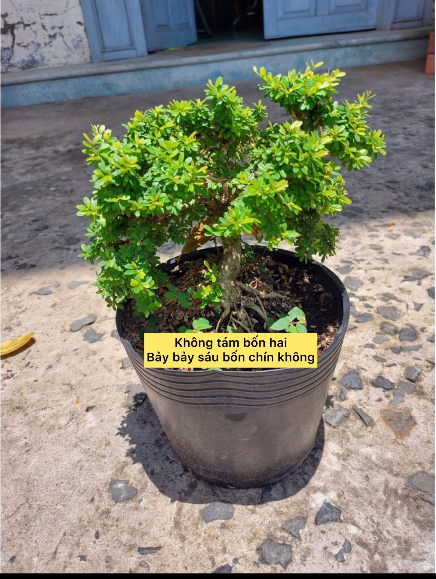 cây linh sam hạt gạo tân phú bonsai mini