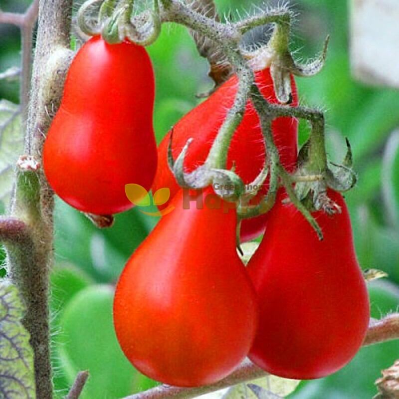 Hạt cà chua cherry lê đỏ 40 hạt