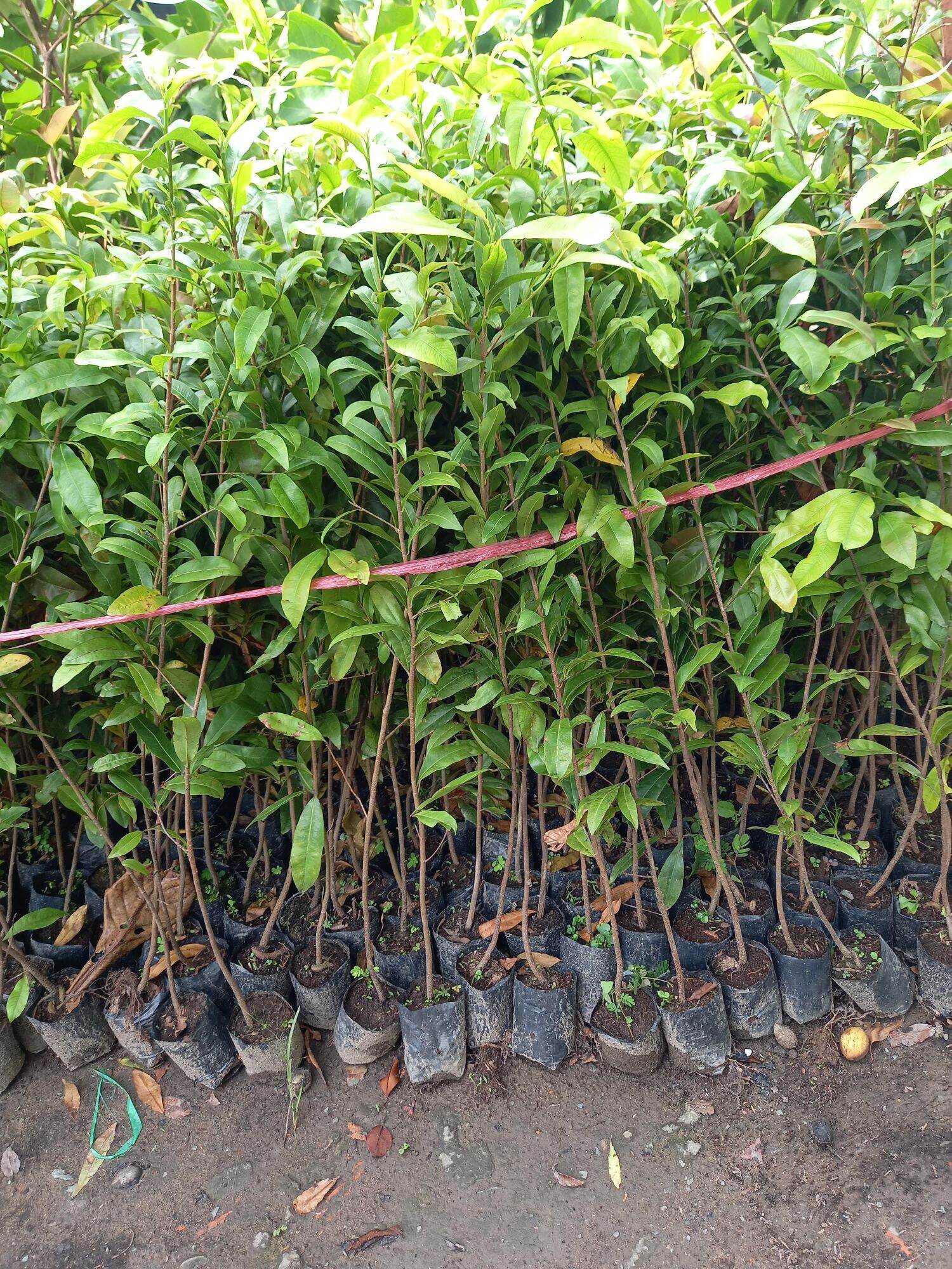 cây giống mai vàng hoa thơm