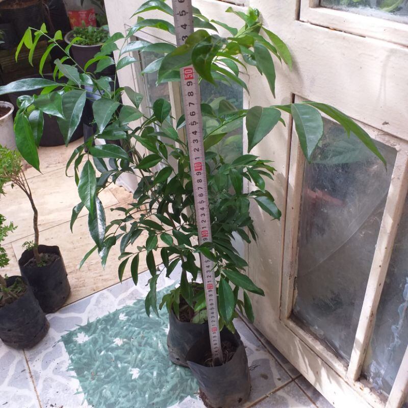 The Macadamia Seedling Is 60cm Tall.