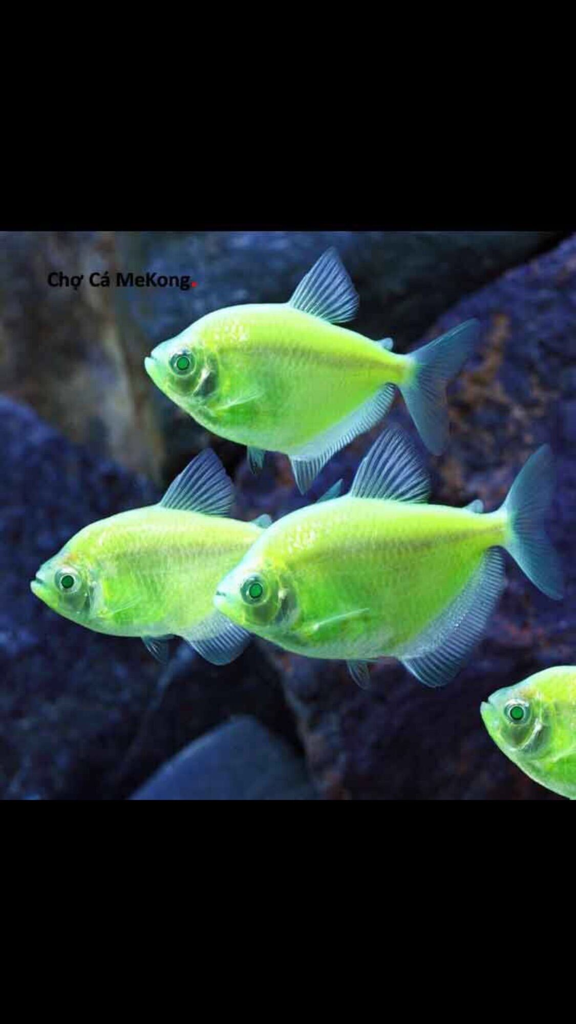 [CÁ CẢNH SỐNG] 1 con Cá bườm dạ quang màu đẹp dễ nuôi, hoàn tiền nếu có rủi ro về cá
