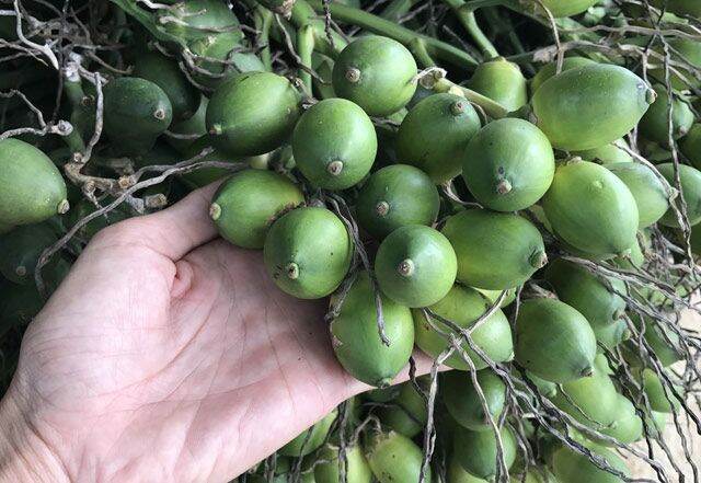 quả cau 500g