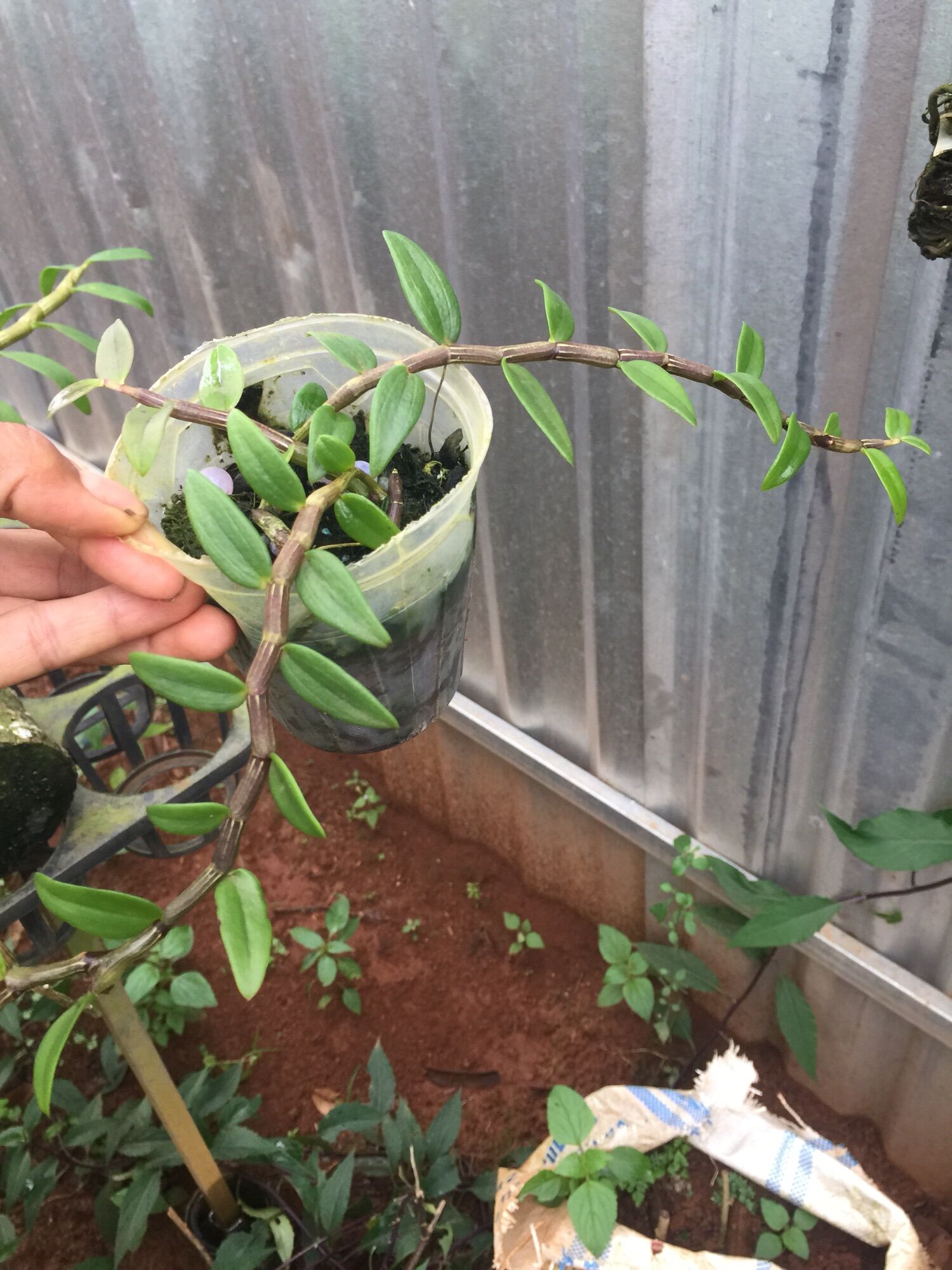 Hạc vỹ thiên cung - hoa lan cảnh