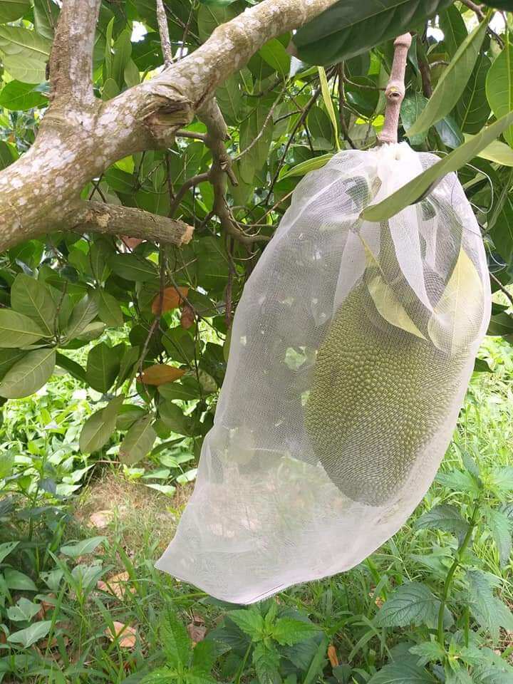 100 túi bọc mít 50x70cm siêu bền