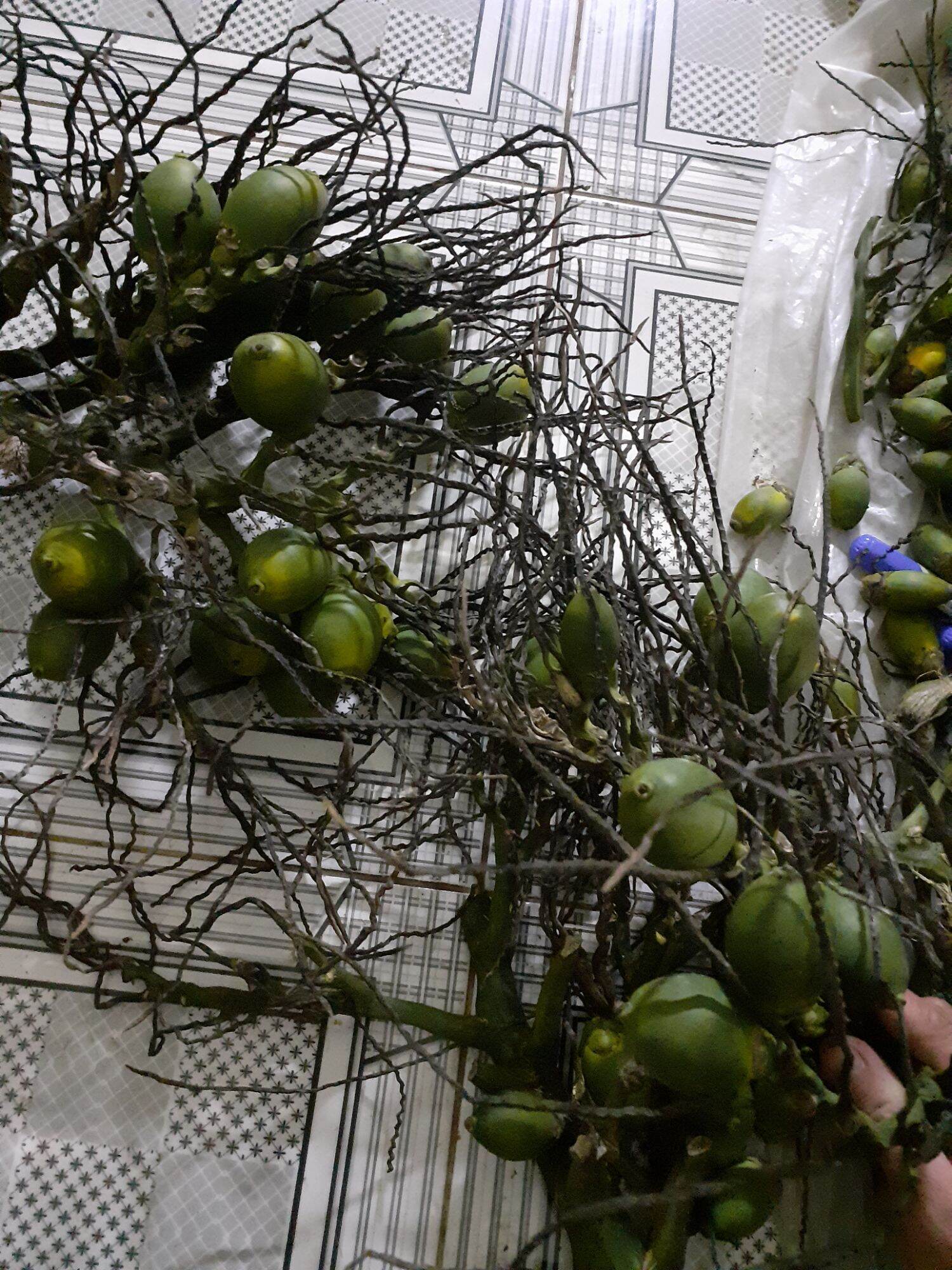 30 trái cau, để ăn trầu