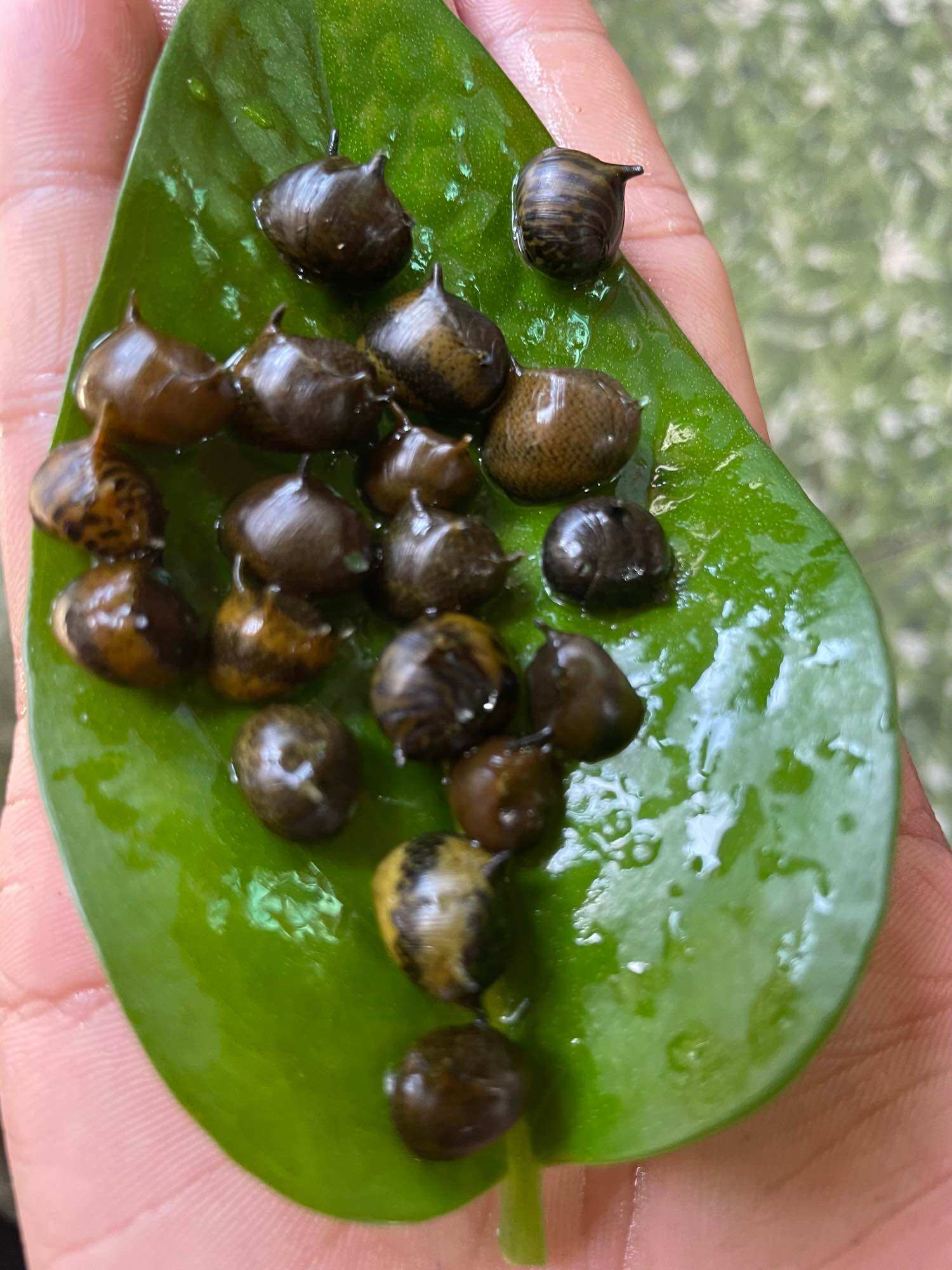 Ốc Nerita Gai Size 10mm-13mm