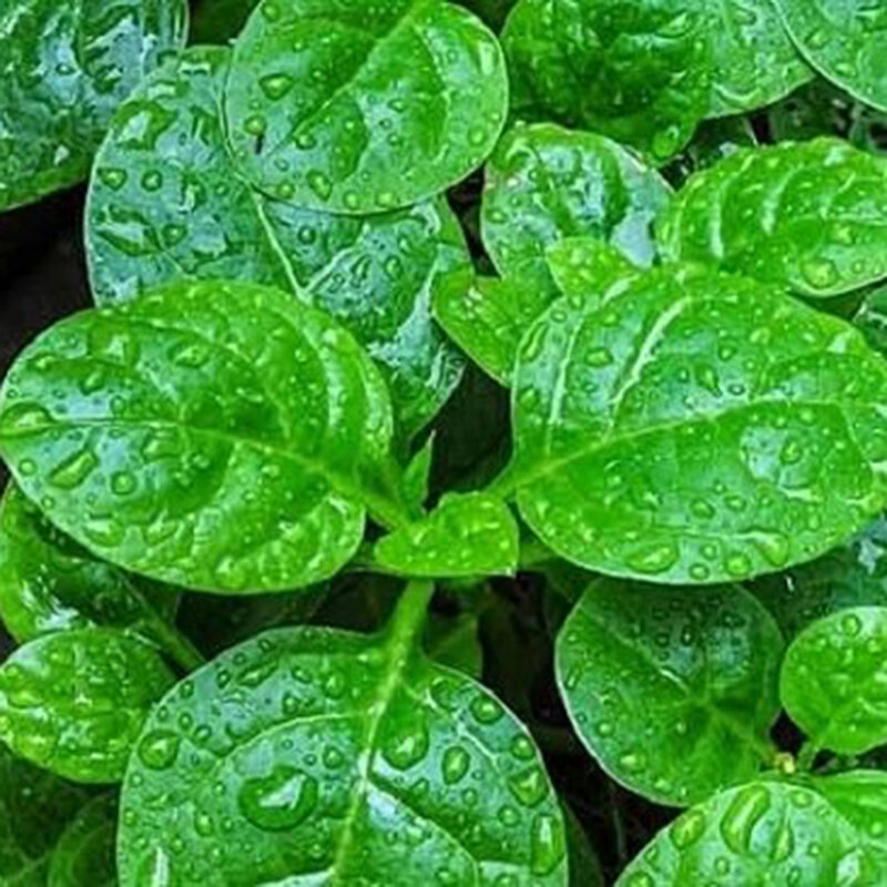 Hạt rau mồng tơi  20gr lá to